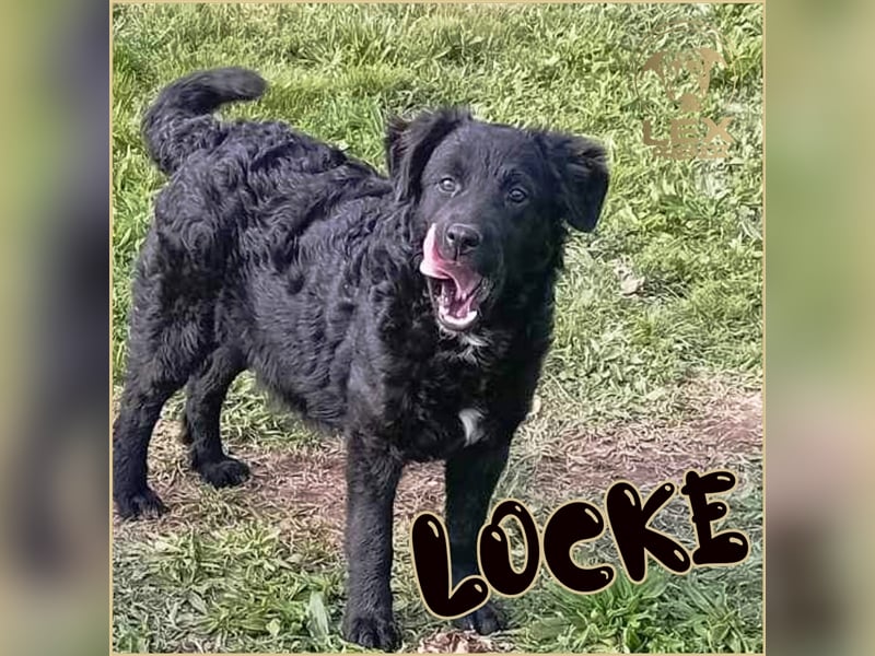 LOCKE - süßer Bub sucht Familie