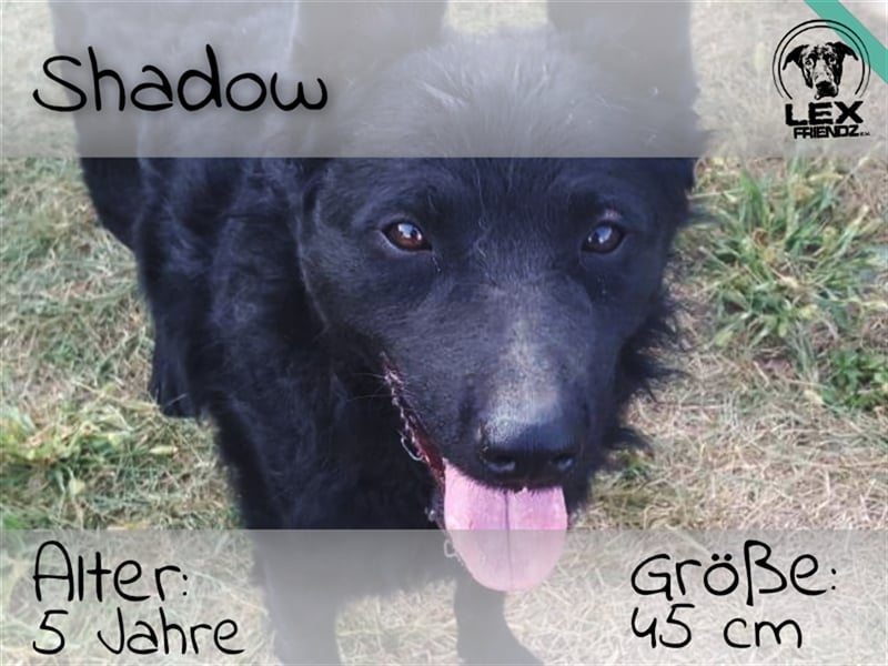 Shadow - sucht aktive Familie