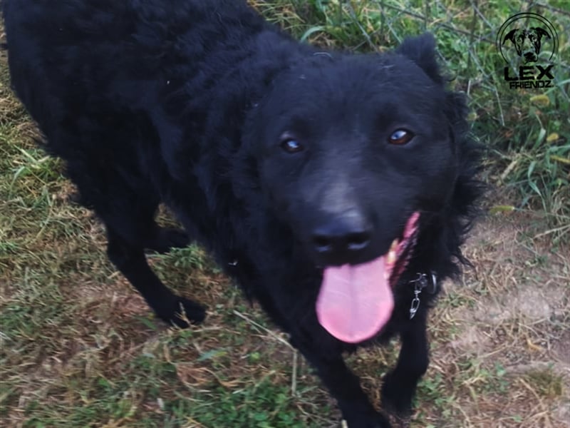 Shadow - sucht aktive Familie