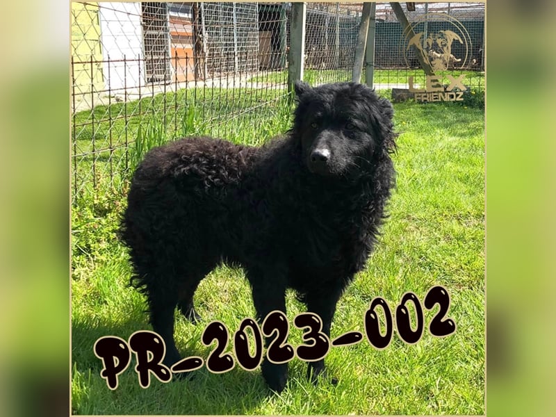 PR-2023-002 hofft auf Rettung