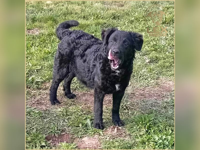 LOCKE - süßer Bub sucht Familie