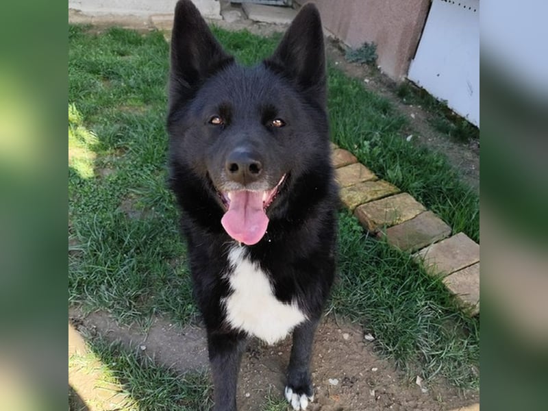 Toller Odin sucht aktive Familie