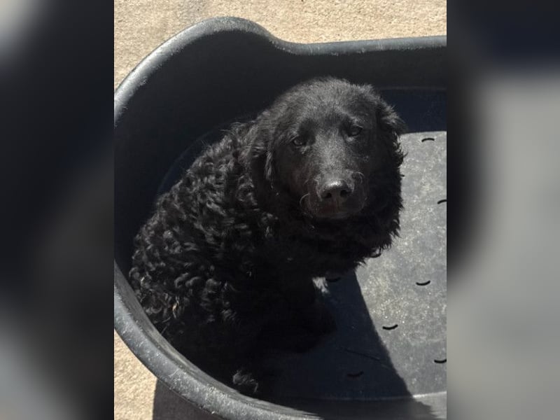 GONZALES❤️ liebenswerter, agiler und neugieriger Kroatischer Schäferhund-Mix