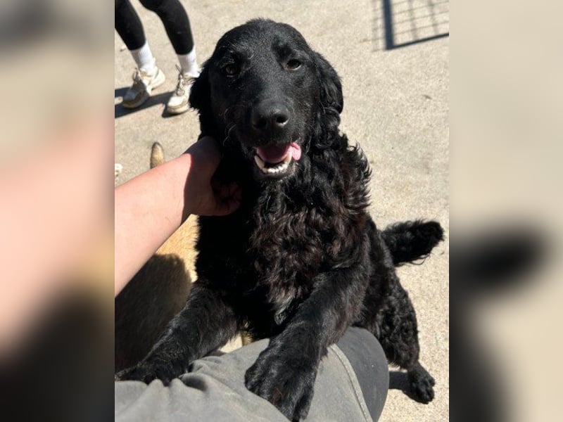 GONZALES❤️ liebenswerter, agiler und neugieriger Kroatischer Schäferhund-Mix