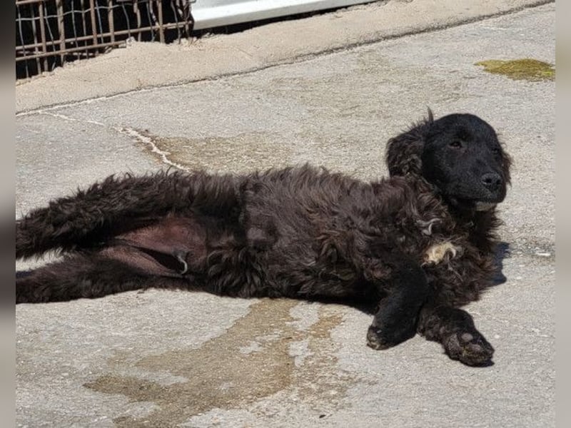 Flynn ❤️ offener, verspielter Welpenjunge