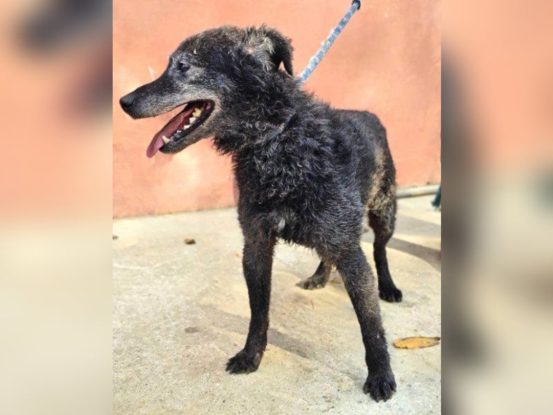 OldBoy ♥Billy♥ Senior sucht Treue+Liebe