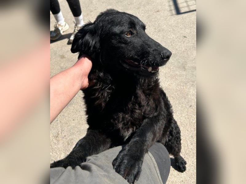 GONZALES❤️ liebenswerter, agiler und neugieriger Kroatischer Schäferhund-Mix