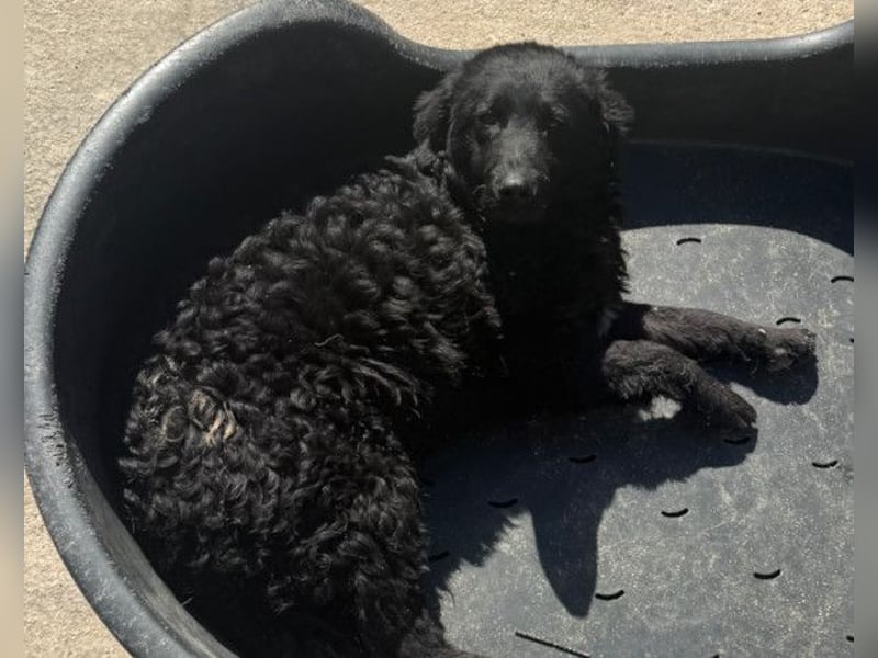 GONZALES❤️ liebenswerter, agiler und neugieriger Kroatischer Schäferhund-Mix