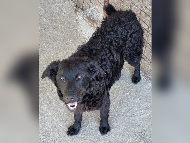 GONZALES❤️ liebenswerter, agiler und neugieriger Kroatischer Schäferhund-Mix