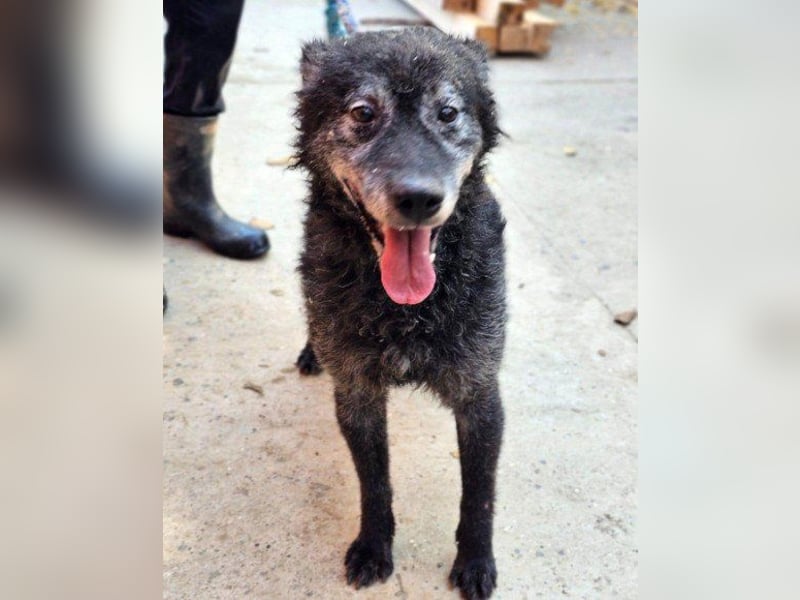OldBoy ♥Billy♥ Senior sucht Treue+Liebe