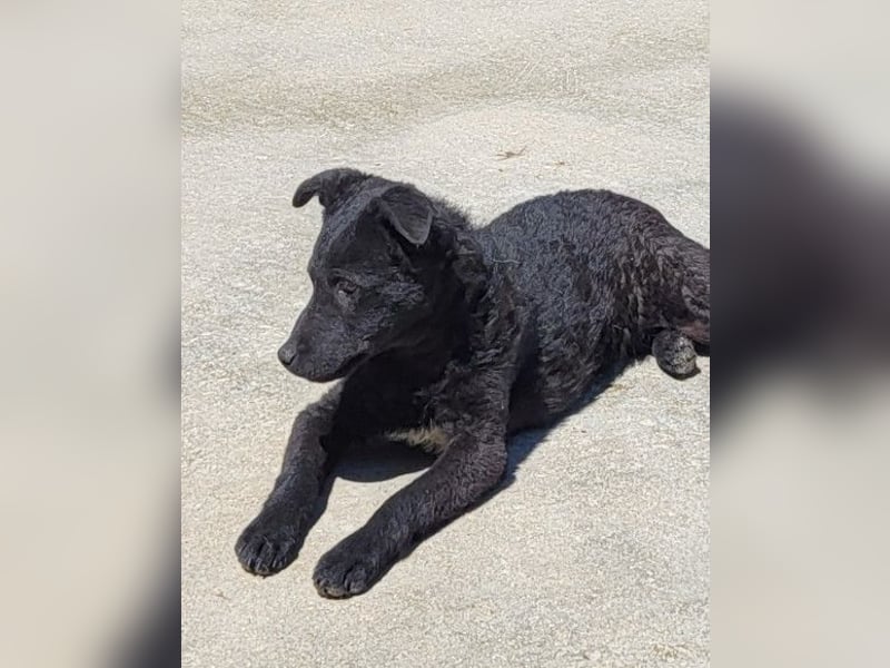 Vinn ❤️ schmusiger, süßer Bub sucht Liebe