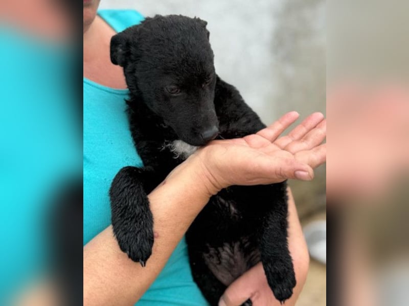 Vinn ❤️ schmusiger, süßer Bub sucht Liebe