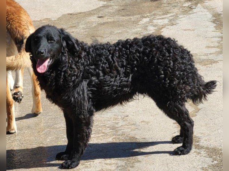 GONZALES❤️ liebenswerter, agiler und neugieriger Kroatischer Schäferhund-Mix