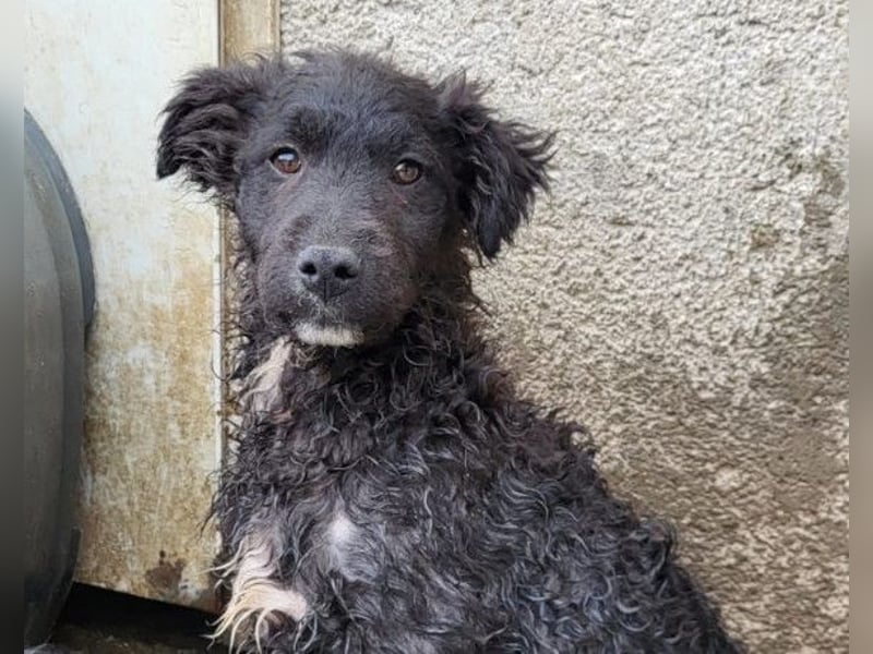 Flynn ❤️ offener, verspielter Welpenjunge