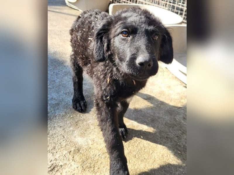 GONZALES❤️ liebenswerter, agiler und neugieriger Kroatischer Schäferhund-Mix
