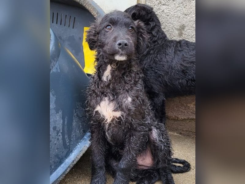 Flynn ❤️ offener, verspielter Welpenjunge