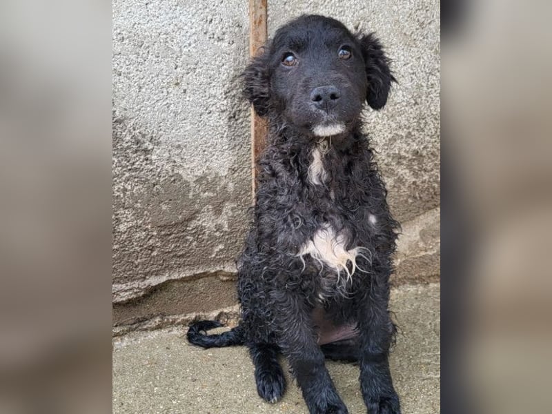 Flynn ❤️ offener, verspielter Welpenjunge