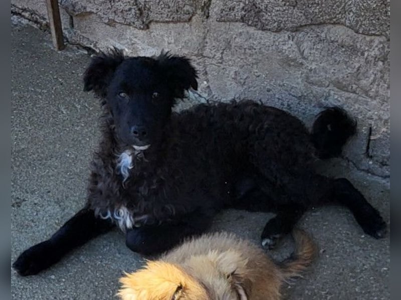 Flynn ❤️ offener, verspielter Hundejunge