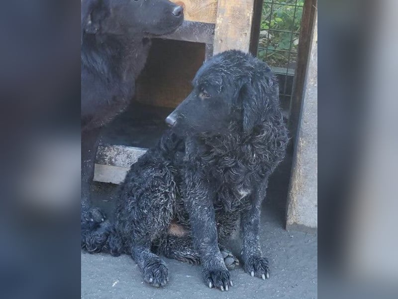 GONZALES❤️ liebenswerter, agiler und neugieriger Kroatischer Schäferhund-Mix