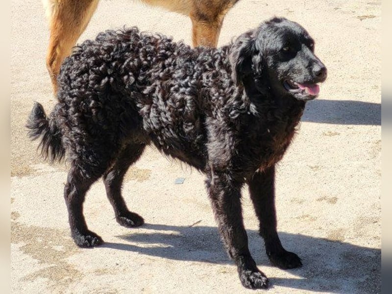 GONZALES❤️ liebenswerter, agiler und neugieriger Kroatischer Schäferhund-Mix