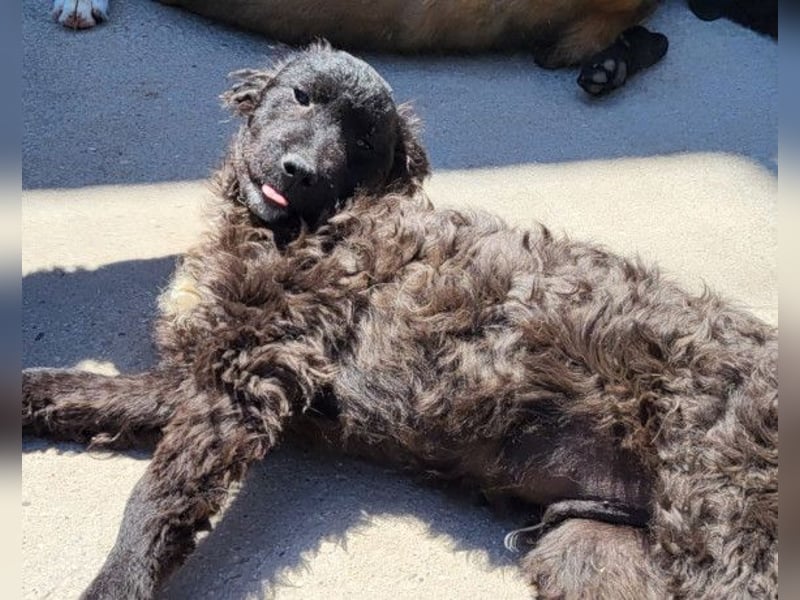Flynn ❤️ offener, verspielter Hundejunge