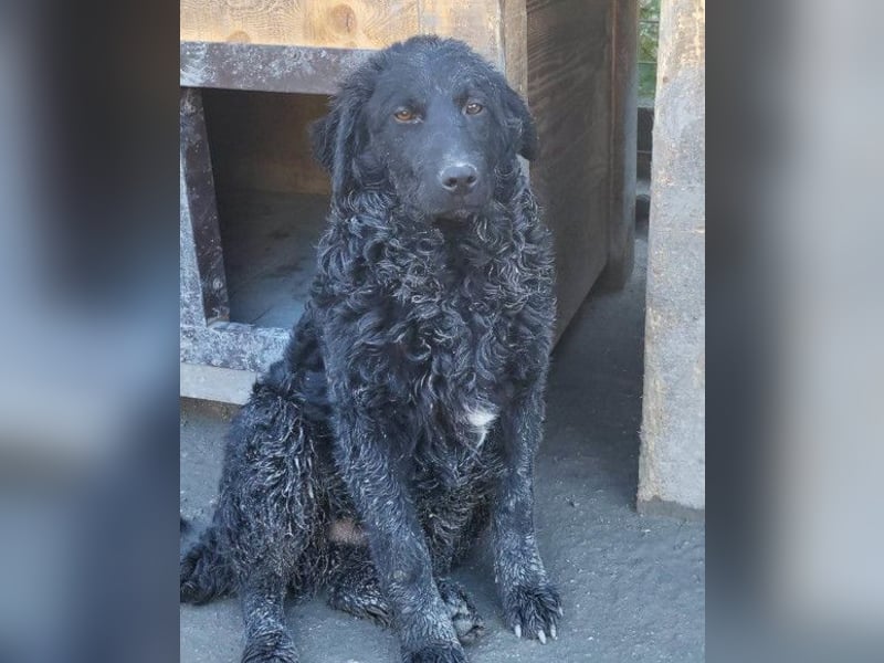 GONZALES❤️ liebenswerter, agiler und neugieriger Kroatischer Schäferhund-Mix