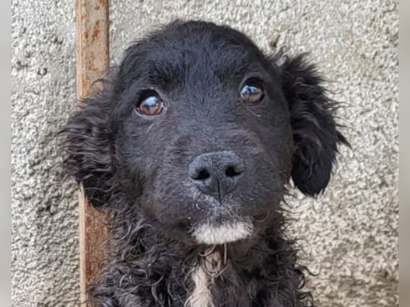 Flynn ❤️ offener, verspielter Welpenjunge