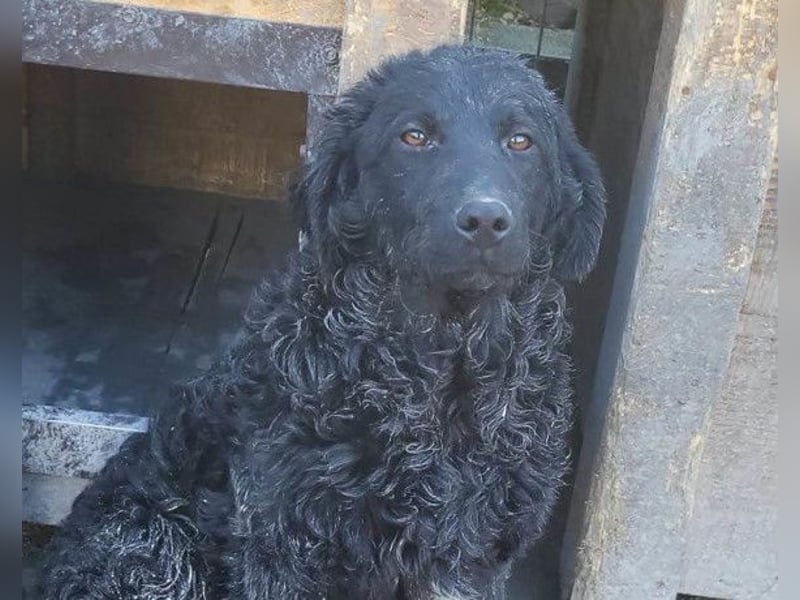 GONZALES❤️ liebenswerter, agiler und neugieriger Kroatischer Schäferhund-Mix