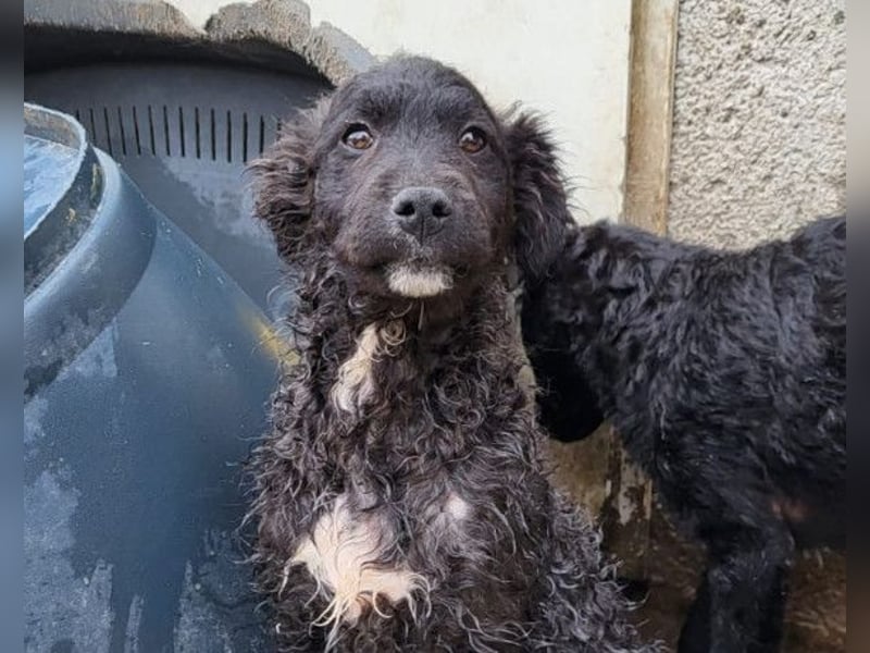 Flynn ❤️ offener, verspielter Welpenjunge