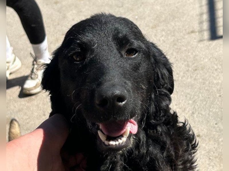 GONZALES❤️ liebenswerter, agiler und neugieriger Kroatischer Schäferhund-Mix