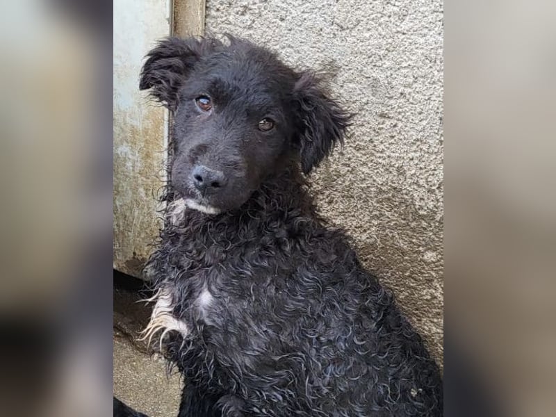 Flynn ❤️ offener, verspielter Welpenjunge