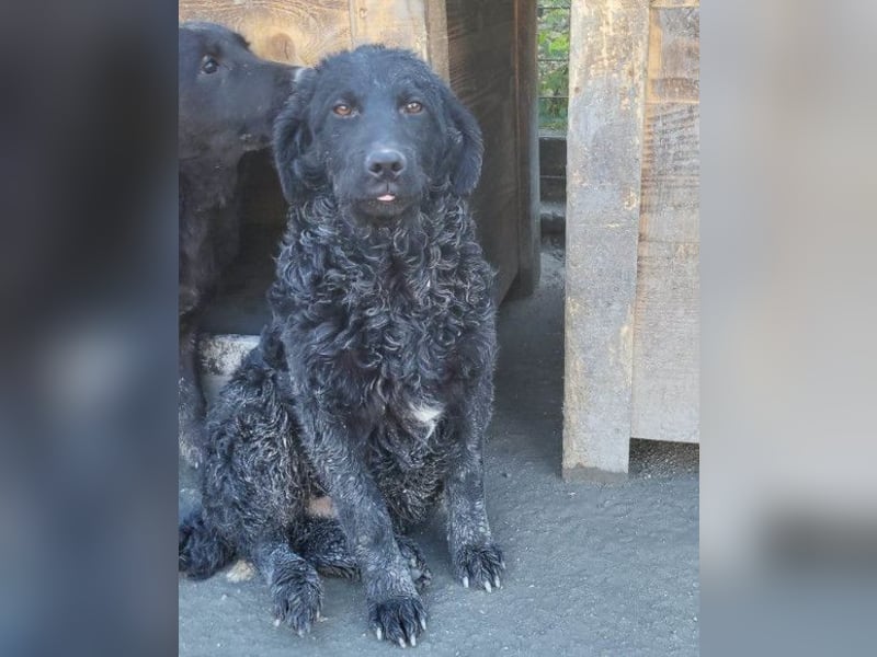 GONZALES❤️ liebenswerter, agiler und neugieriger Kroatischer Schäferhund-Mix