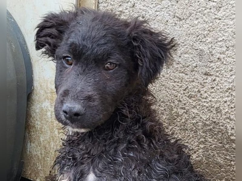 Flynn ❤️ offener, verspielter Welpenjunge