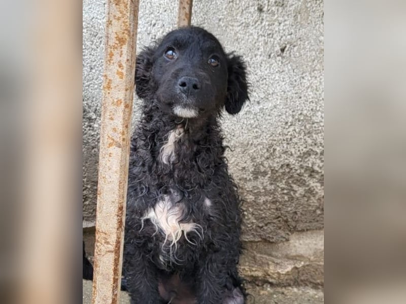 Flynn ❤️ offener, verspielter Welpenjunge