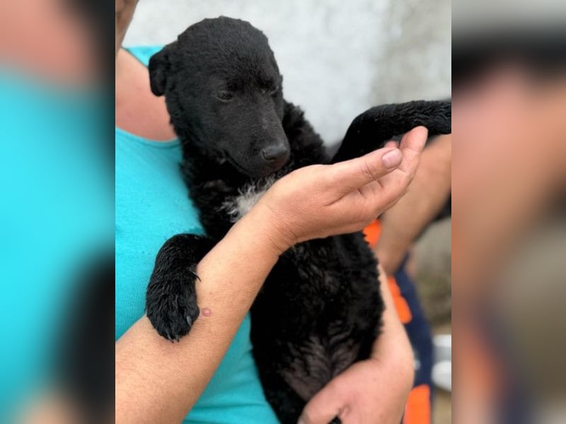 Vinn ❤️ schmusiger, süßer Bub sucht Liebe