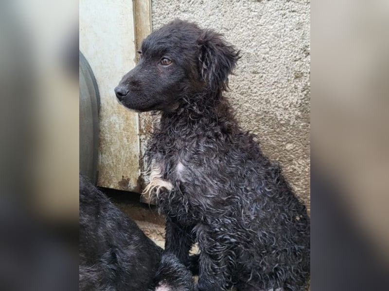 Flynn ❤️ offener, verspielter Welpenjunge