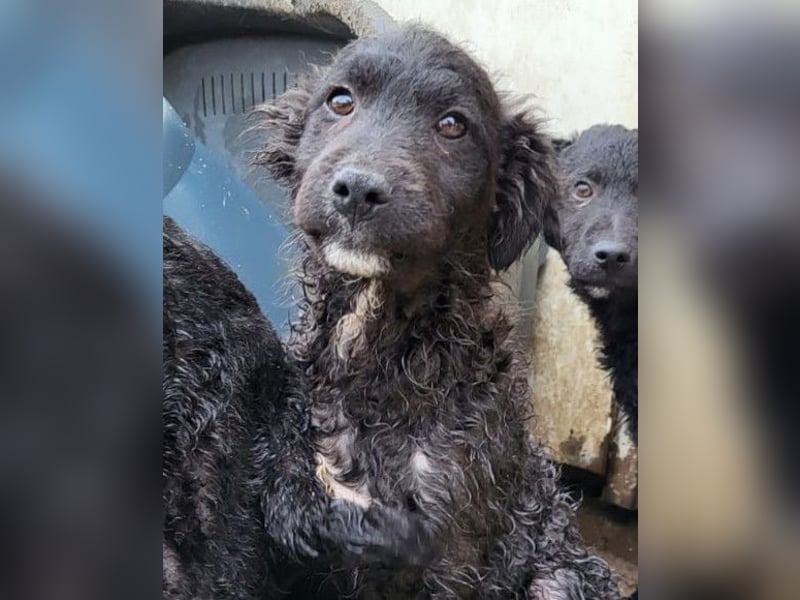 Flynn ❤️ offener, verspielter Welpenjunge