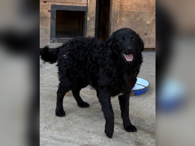GONZALES❤️ liebenswerter, agiler und neugieriger Kroatischer Schäferhund-Mix