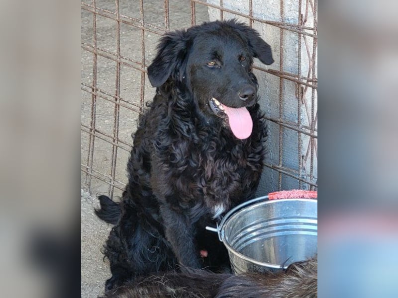 GONZALES❤️ liebenswerter, agiler und neugieriger Kroatischer Schäferhund-Mix