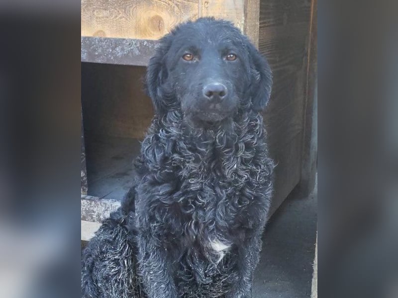 GONZALES❤️ liebenswerter, agiler und neugieriger Kroatischer Schäferhund-Mix