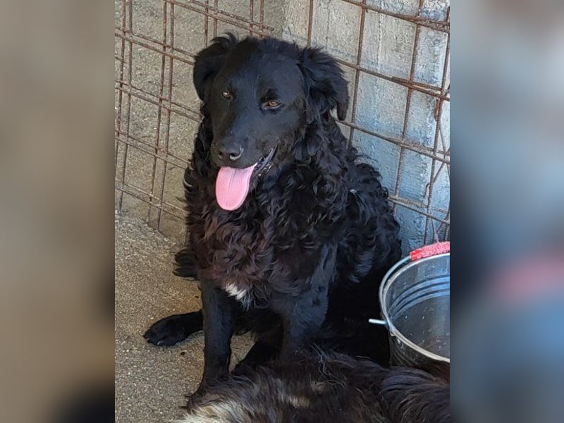 GONZALES❤️ liebenswerter, agiler und neugieriger Kroatischer Schäferhund-Mix