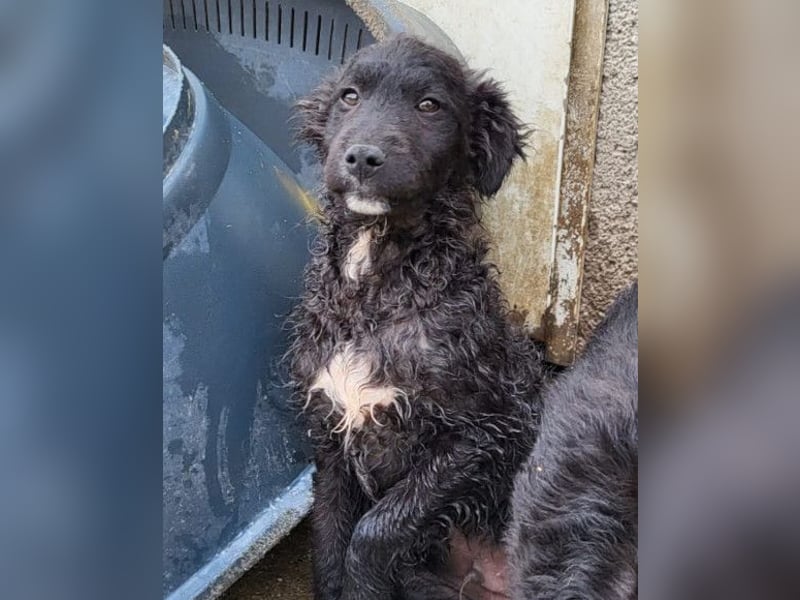 Flynn ❤️ offener, verspielter Welpenjunge