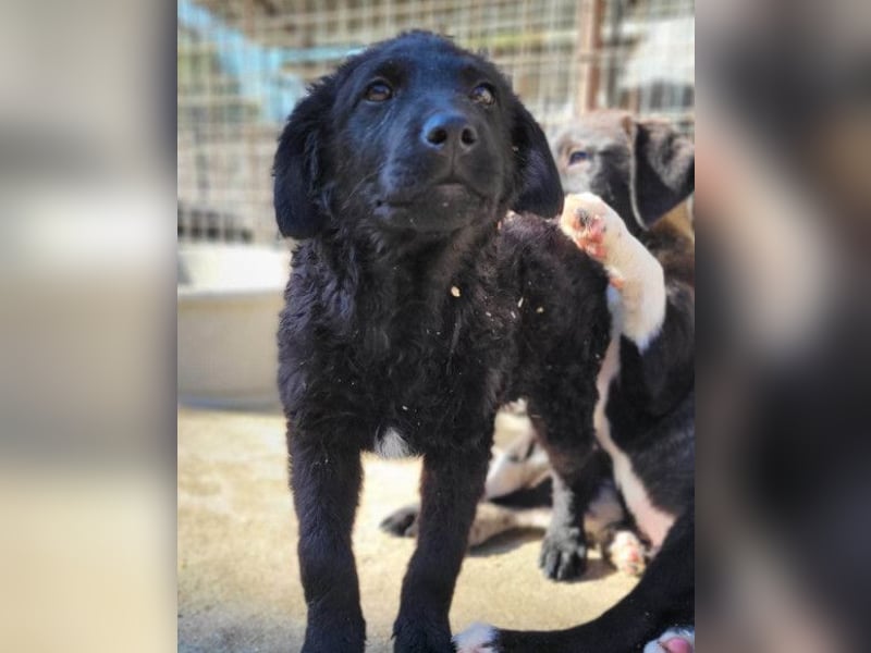 GONZALES❤️ liebenswerter, agiler und neugieriger Kroatischer Schäferhund-Mix