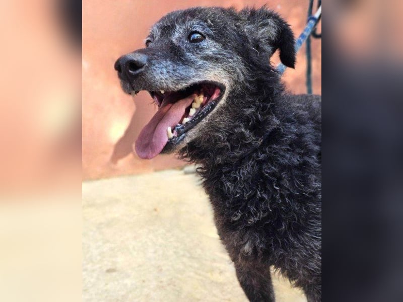 OldBoy ♥Billy♥ Senior sucht Treue+Liebe