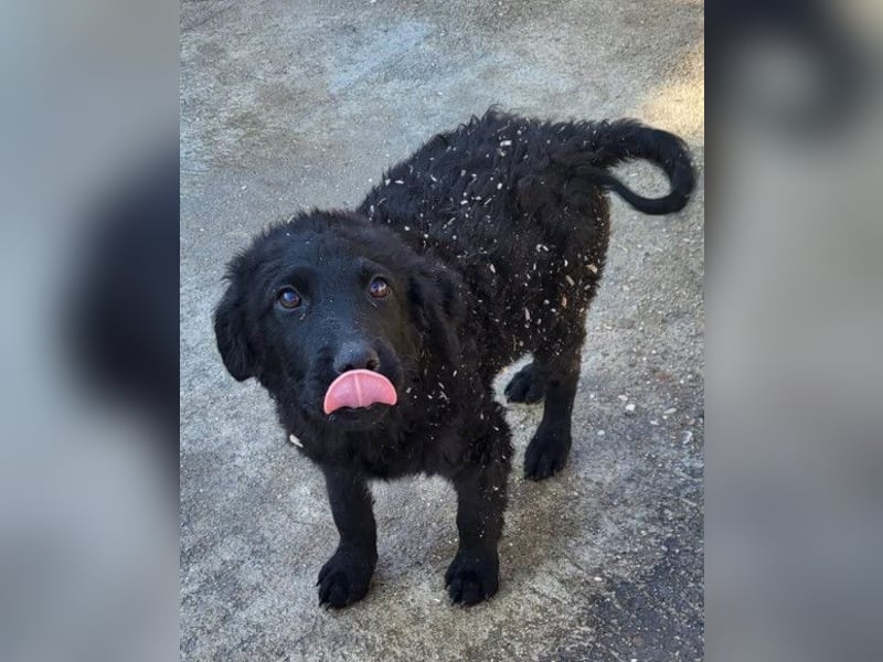 GONZALES❤️ liebenswerter, agiler und neugieriger Kroatischer Schäferhund-Mix