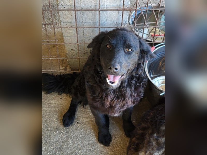GONZALES❤️ liebenswerter, agiler und neugieriger Kroatischer Schäferhund-Mix