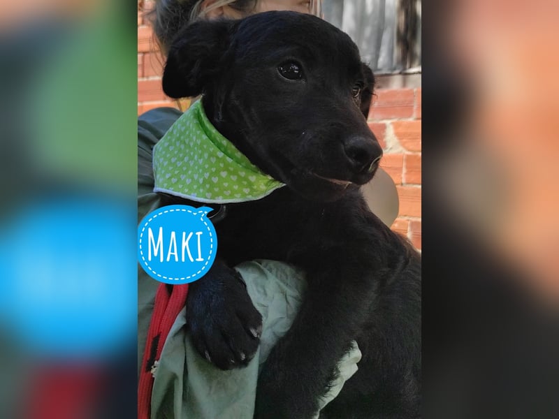 Maki ein Engelchen