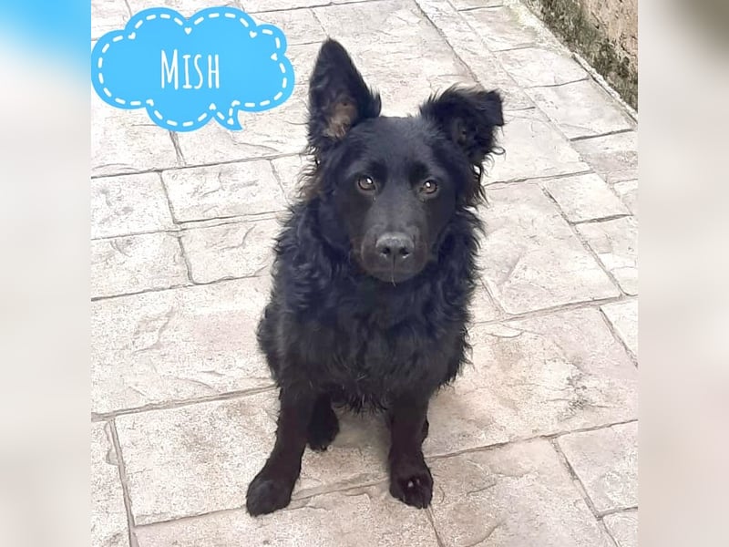 Mish ein wahrer Schatz