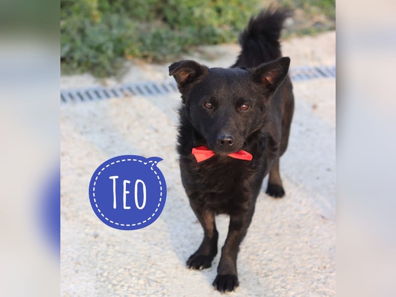 Teo ein freundlicher Kerl