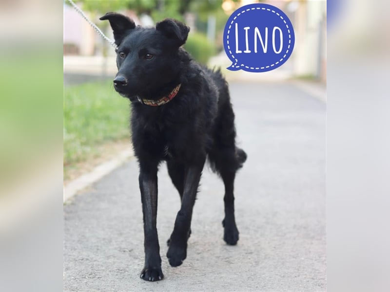 Lino ein Loyaler Freund fürs Leben
